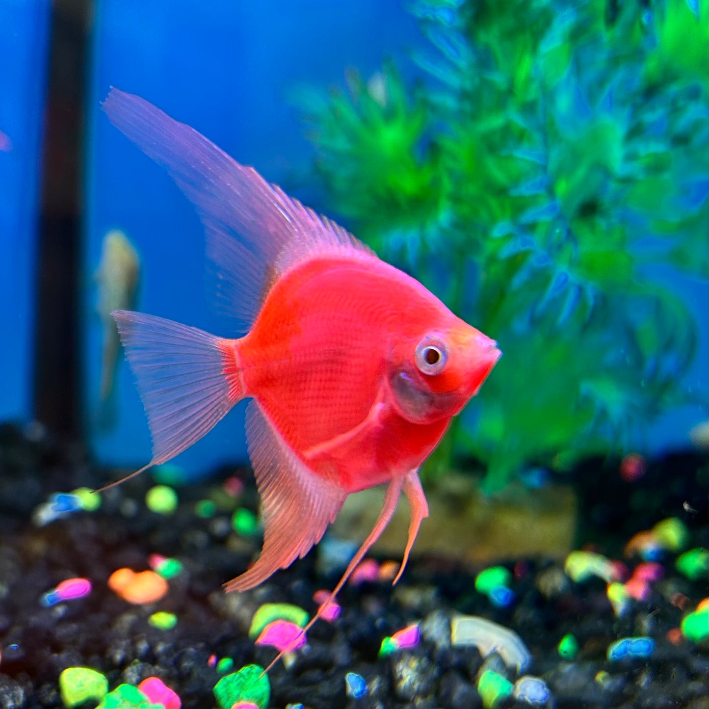 GloFish Angel Starfire Red