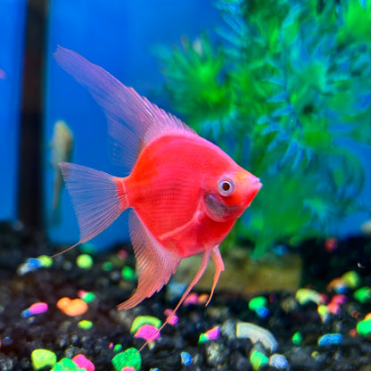 GloFish Angel Starfire Red