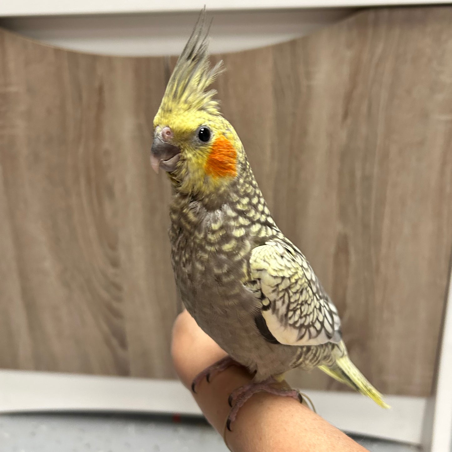 Pearl Cockatiel, Hand-Fed