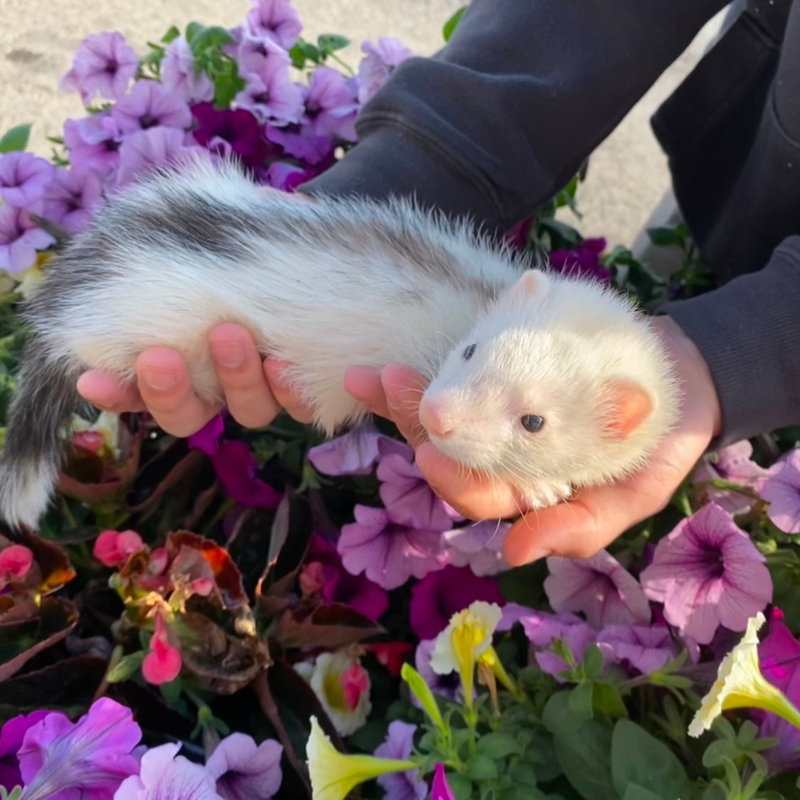 Marshall Ferret