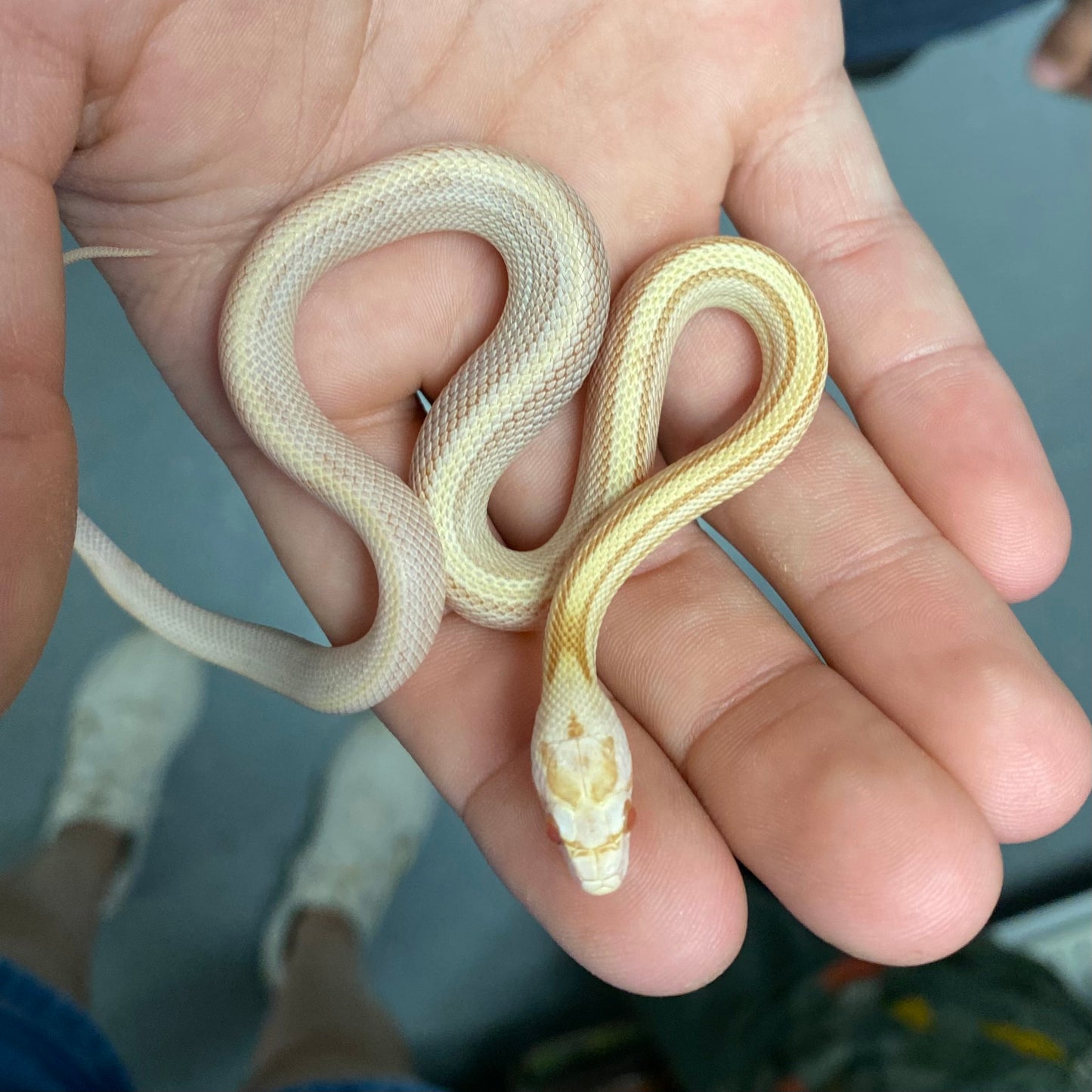 Butter Stripe Corn Snake