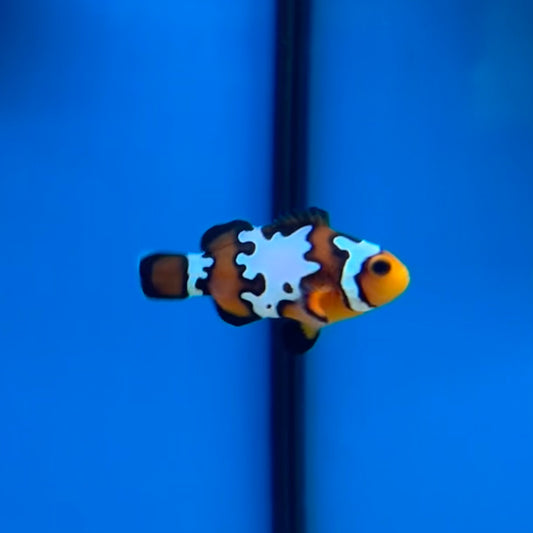 Black Ice Clown AC