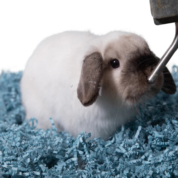 Eco Bedding For Birds & Small Pets, Blue 100 Gram Bag