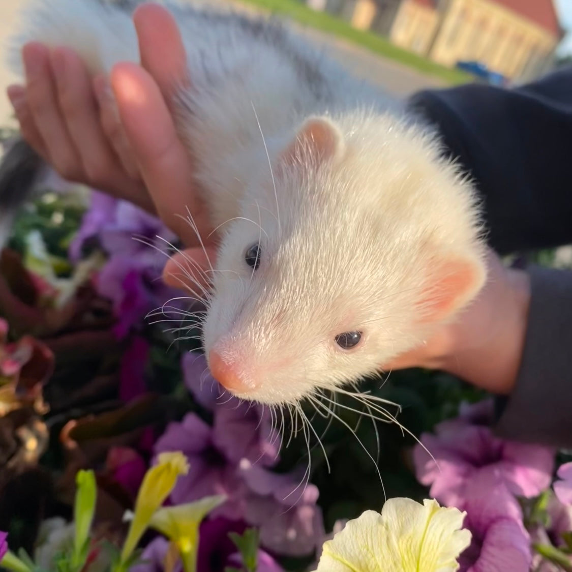 Marshall Ferret