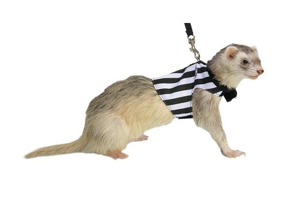 Marshall Ferret Sport Lead