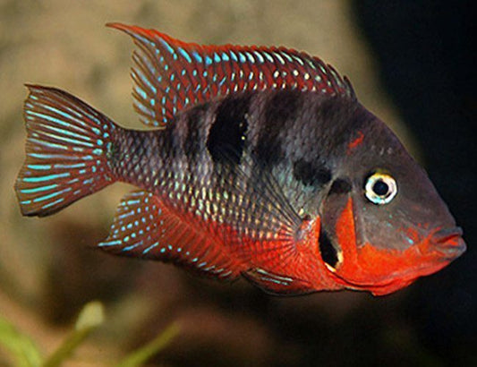 Fire Mouth Cichlid Small