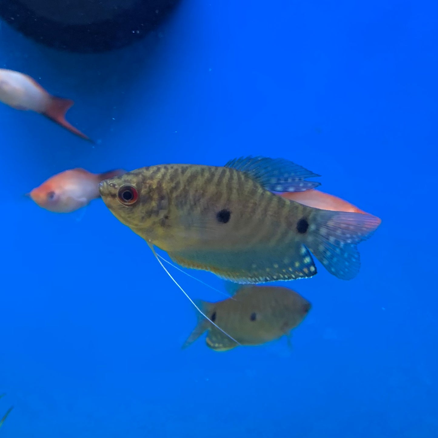 Lavender Gourami