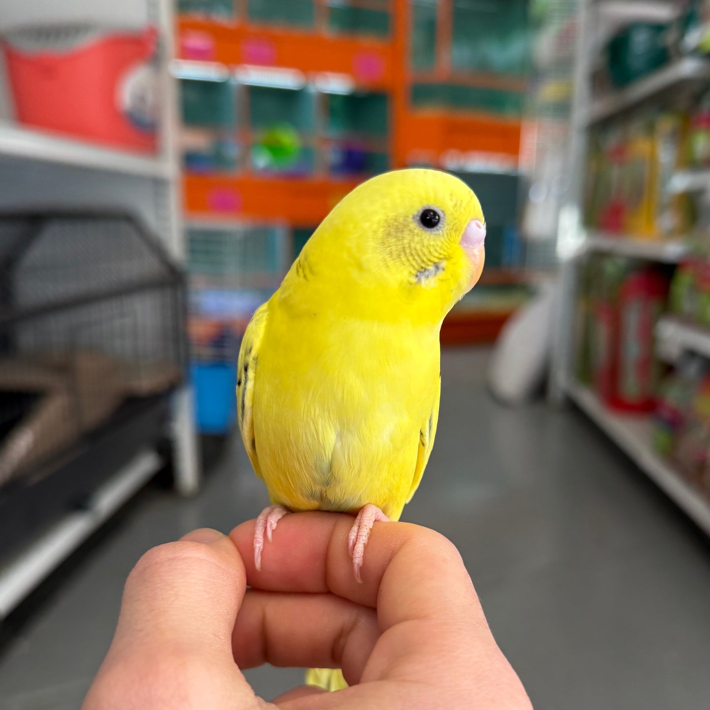 Parakeet/Budgie, Assorted Colors