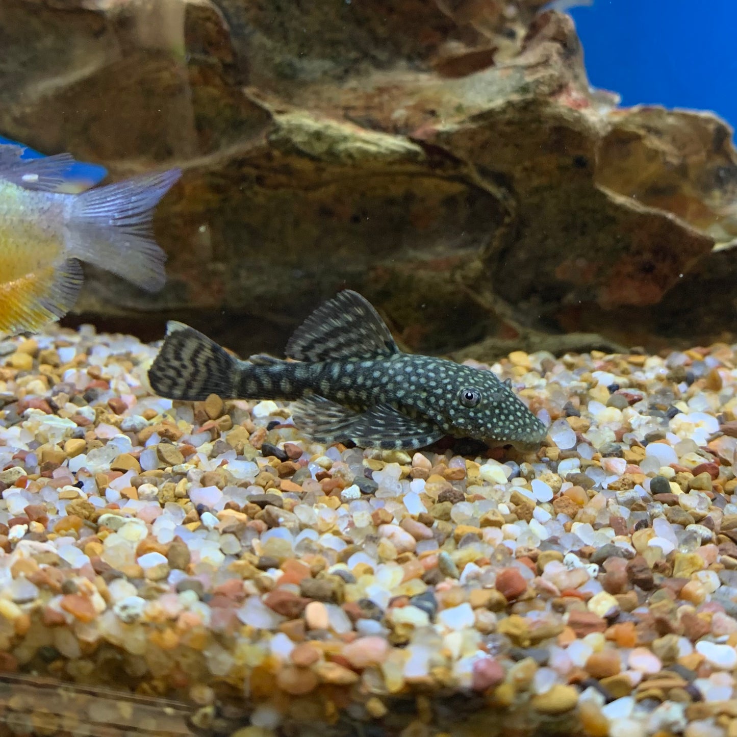 Bristlenose Plecostomus