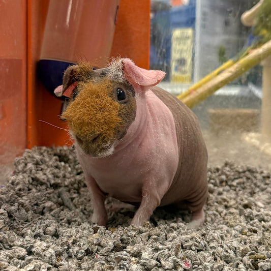 Skinny Pig