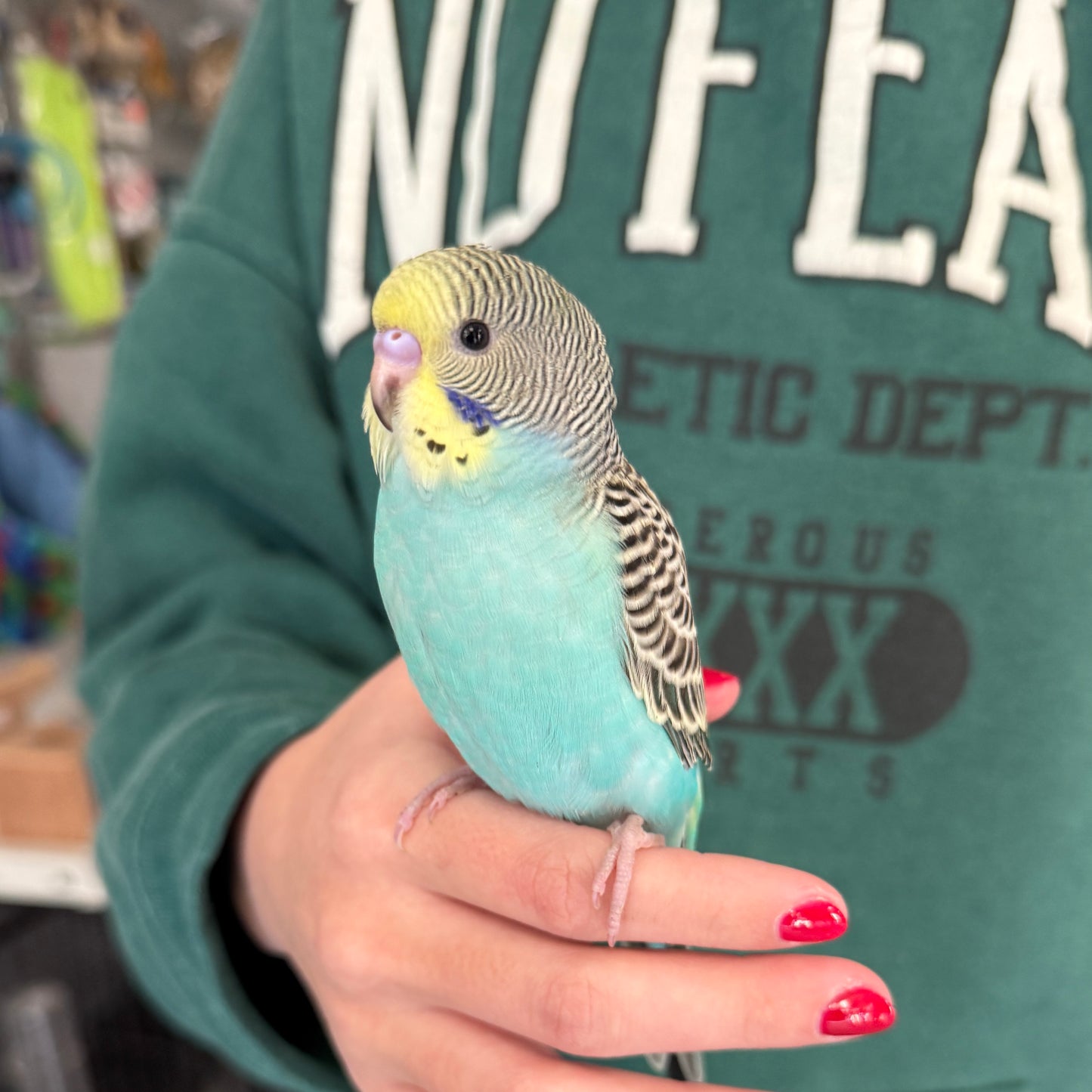 Parakeet/Budgie, Assorted Colors