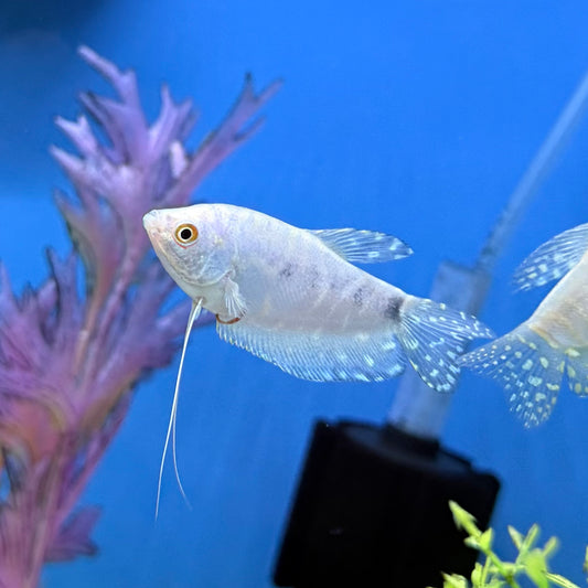 Platinum Gourami