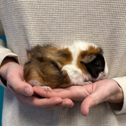 Abyssinian Guinea Pig Female