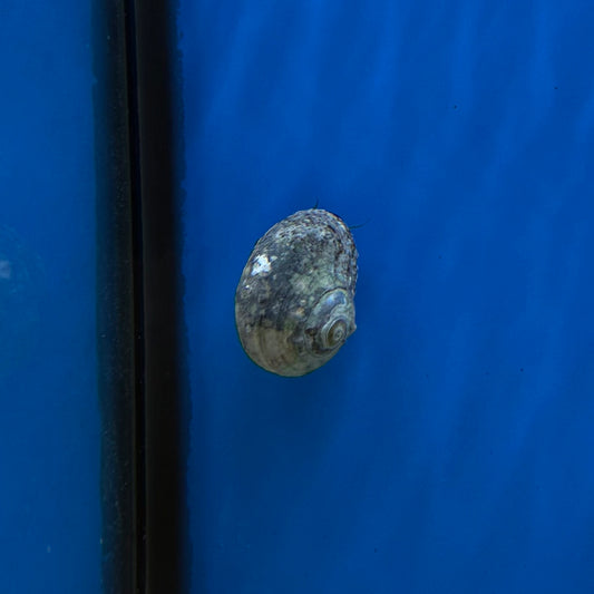 Tropical Turbo Snail