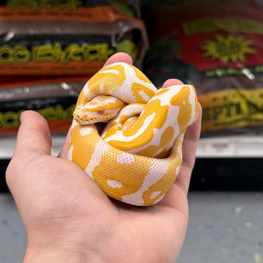 Albino Ball Python Male