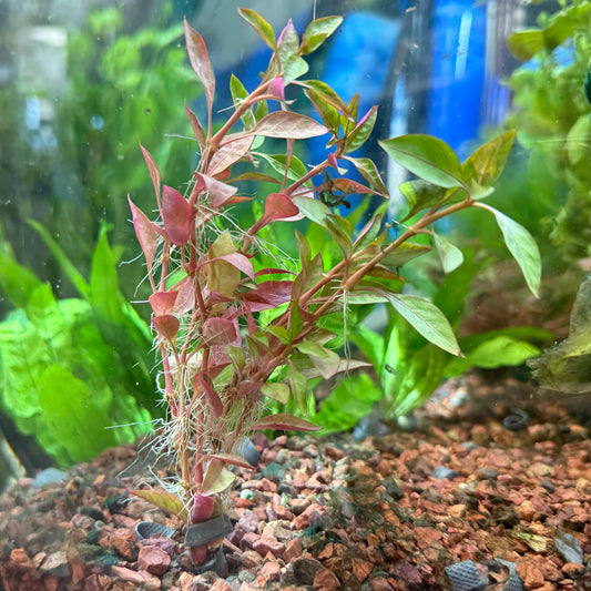 Cherry Hedge Bunch Aquatic Plant