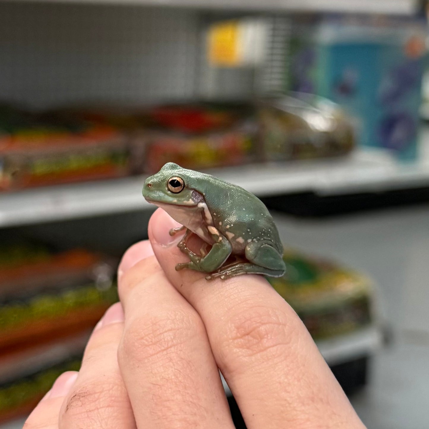 Snowflake White's Tree Frog