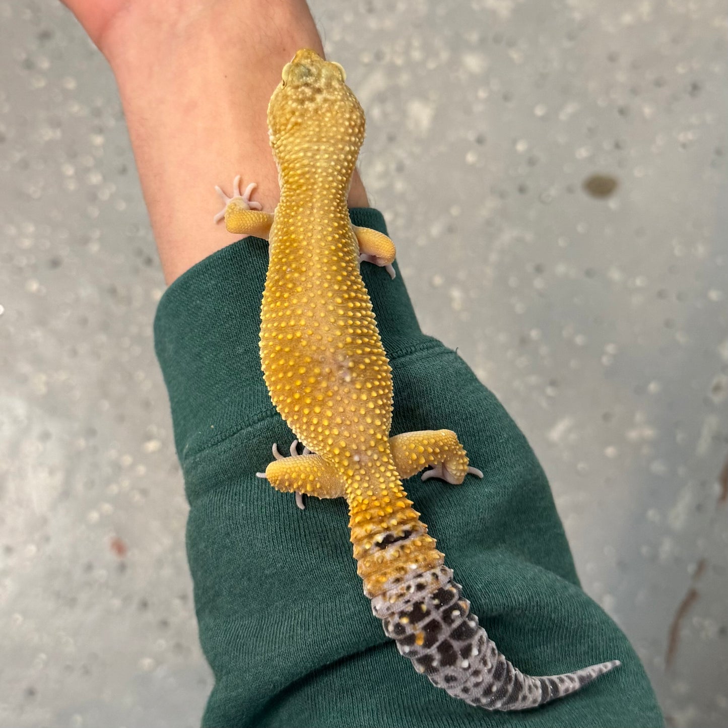 Leopard Gecko, Assorted
