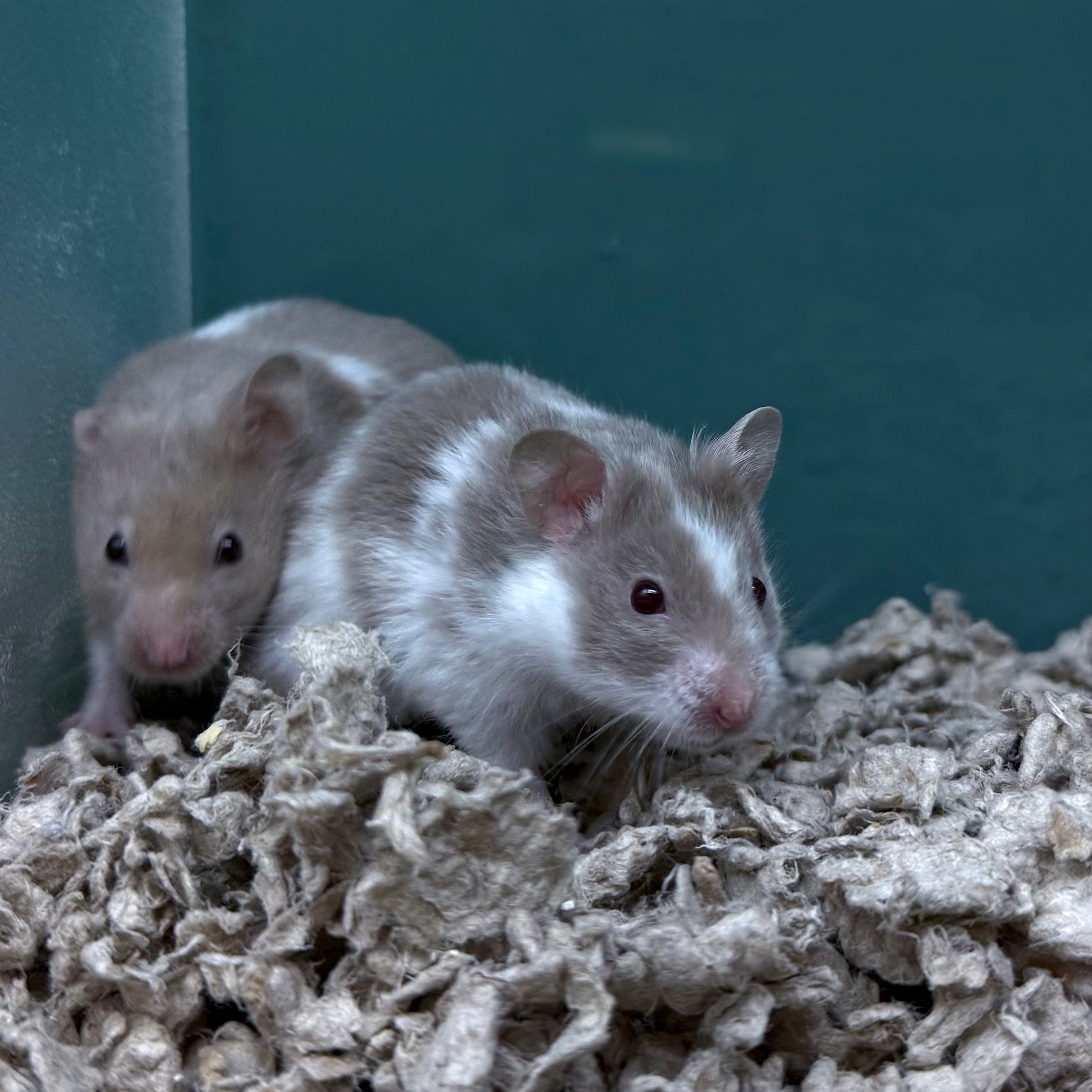 Syrian Hamster Pet Small Hamsters For Sale Syrian Hamster For Sale