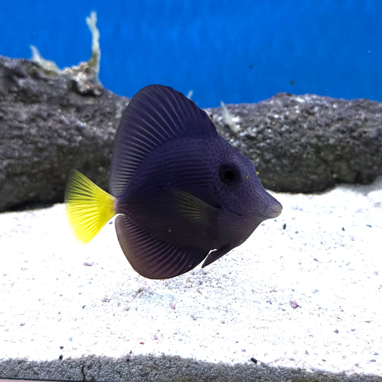 Purple Tang
