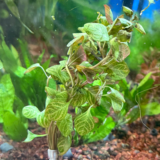 Red Skeleton Ludwigia Bunch Aquatic Plant