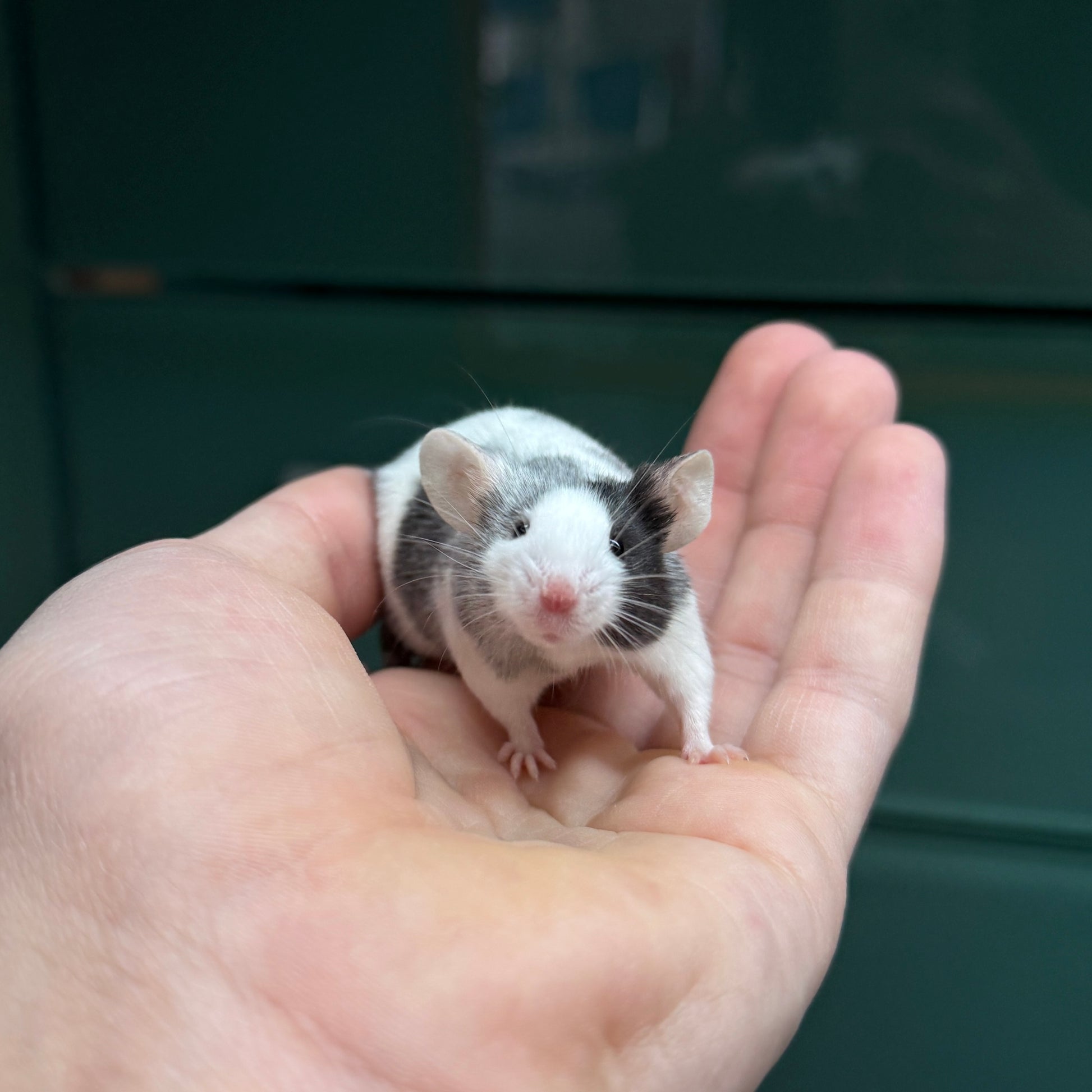 Fancy Mice
