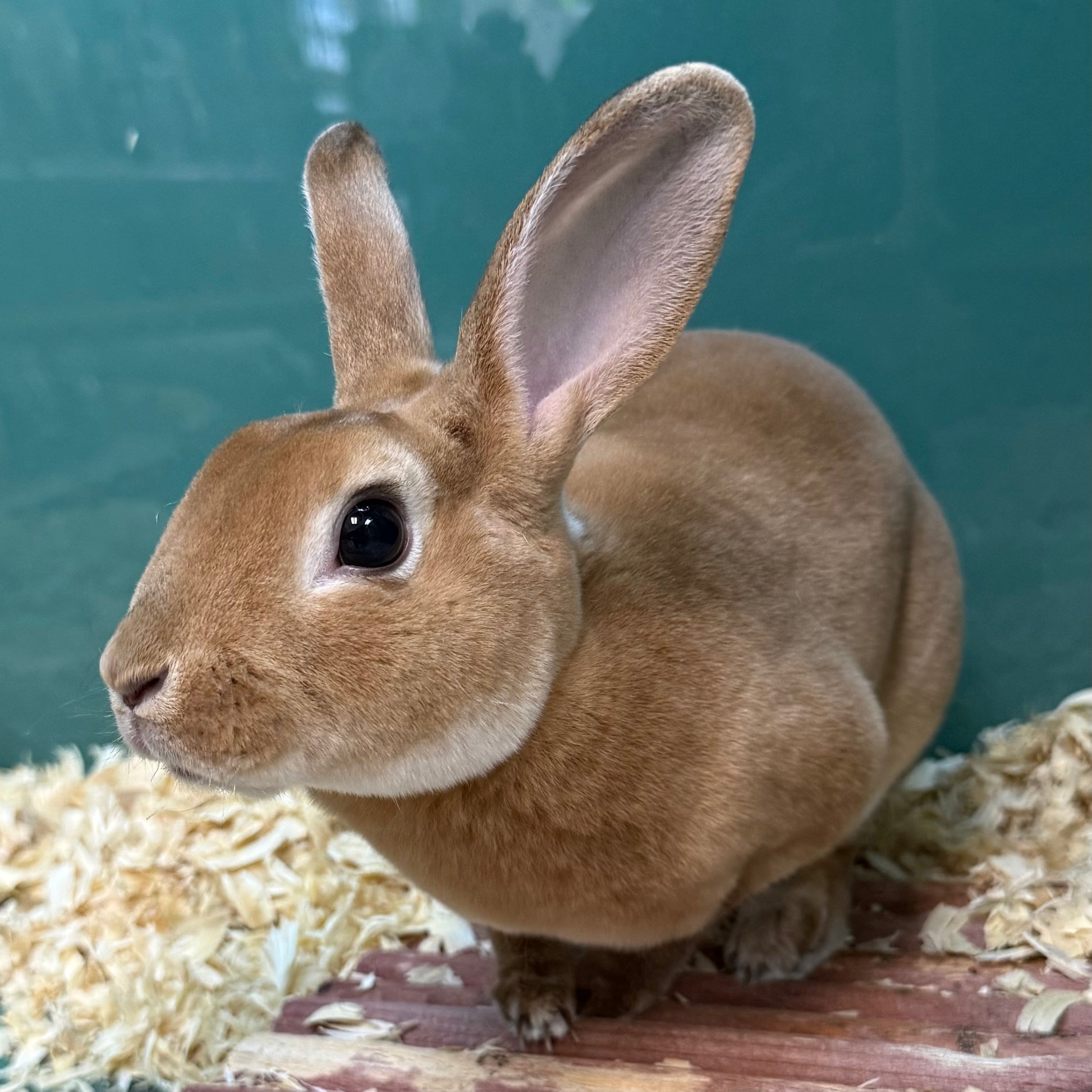 Mini Rex Bunny – Pet Paradise Harvard - Main Image