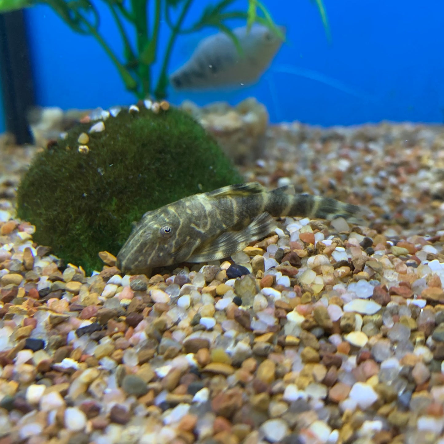 Clown Plecostomus