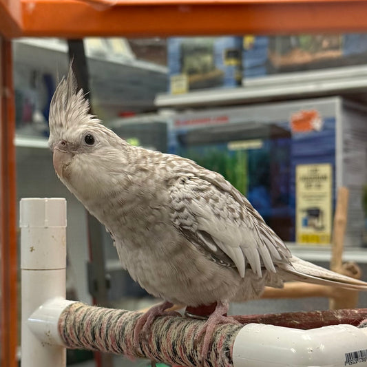 White Face Cinnamon Pearl Cockatiel, Hand-Fed Female