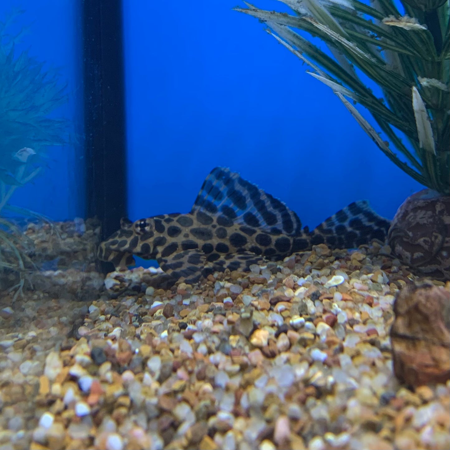 Butterfly Plecostomus