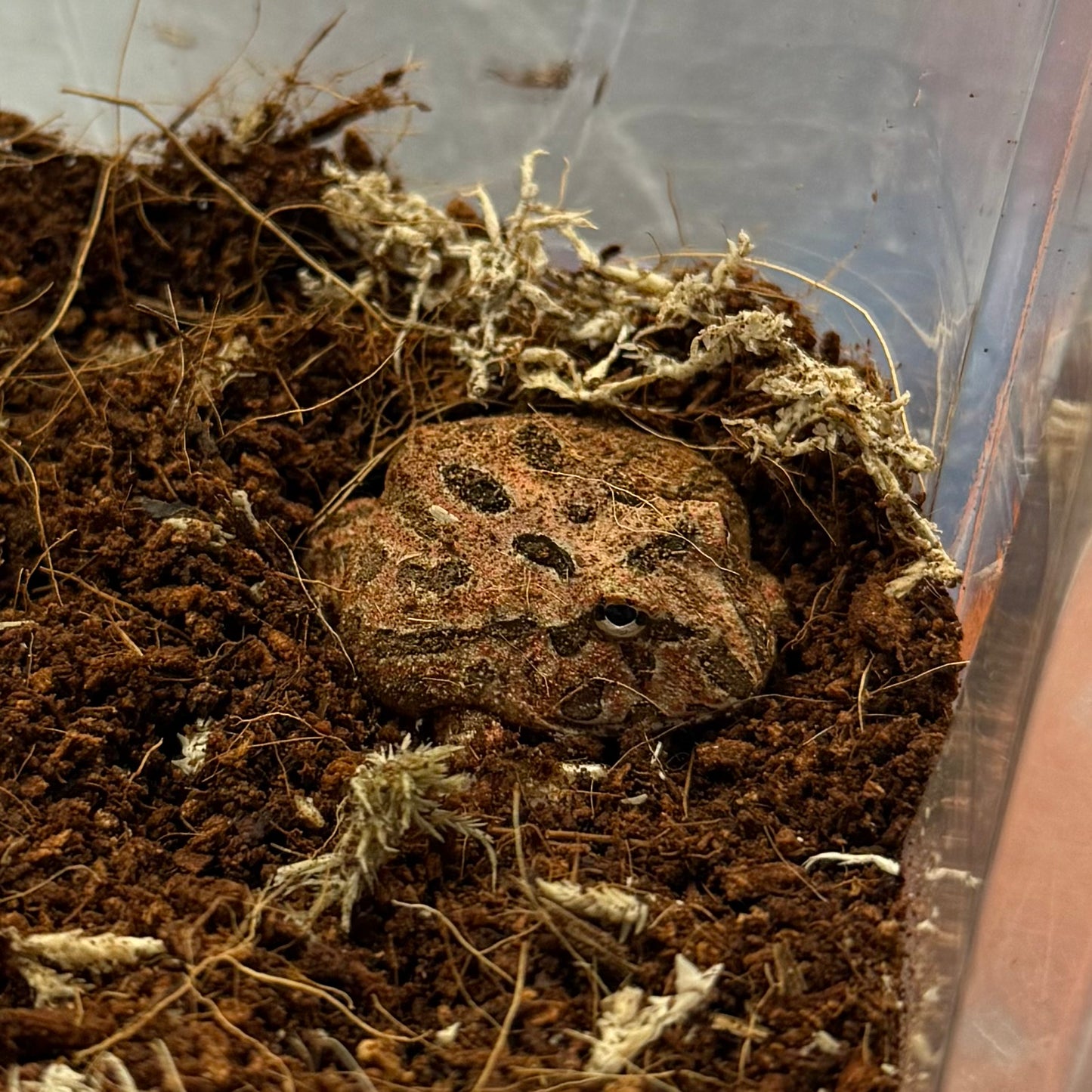 Red Coffee Pacman Frog