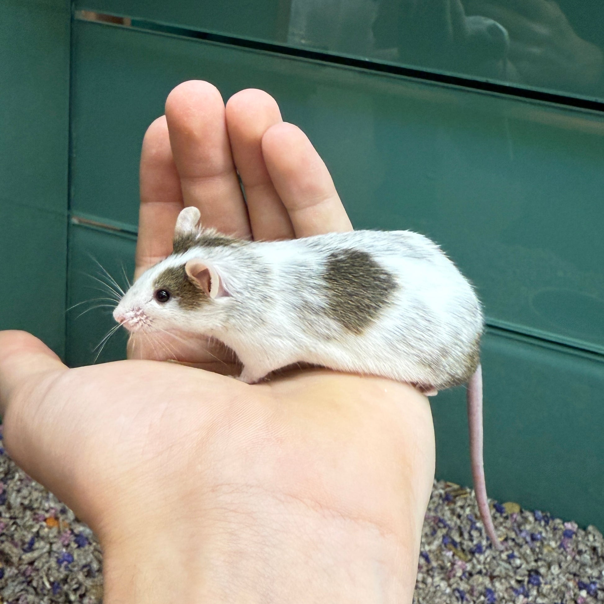 Petsmart Pet Stores That Sell Mice Near Me Pet Mouse Care Sheet