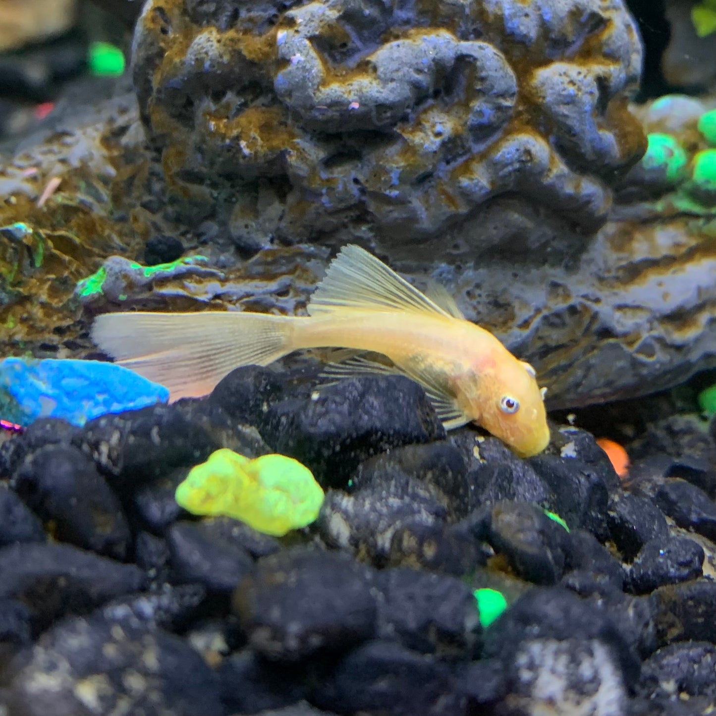 Albino Blue Eye Longfin Bristlenose Plecostomus