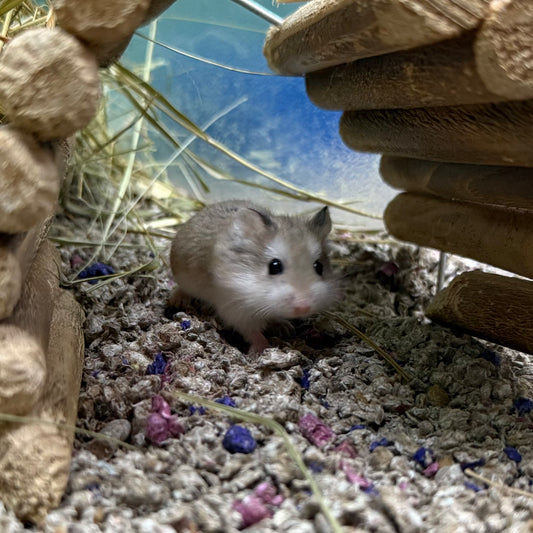 Roborovski Hamster