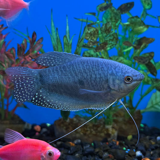 Blue Gourami