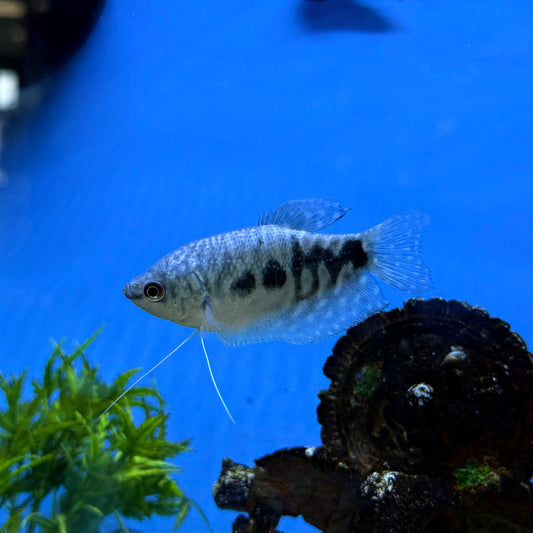 Opaline Gourami
