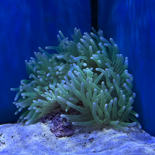 Long Tentacle Anemone