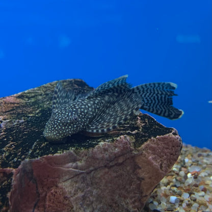 Longfin Bristlenose Plecostomus