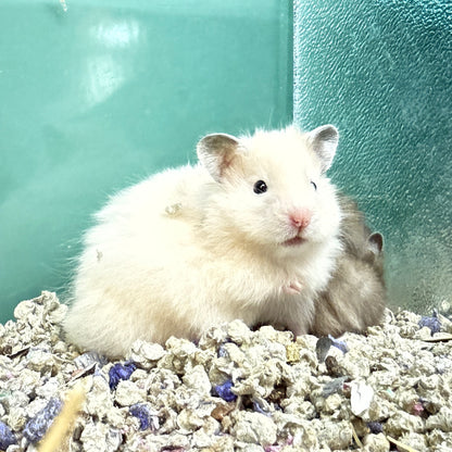 Full Grown Teddy Bear Syrian Golden Hamster Long Haired Teddy Bear