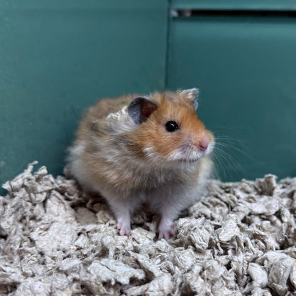 Long Hair Syrian Hamster