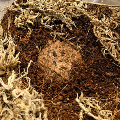 Red Coffee Pacman Frog