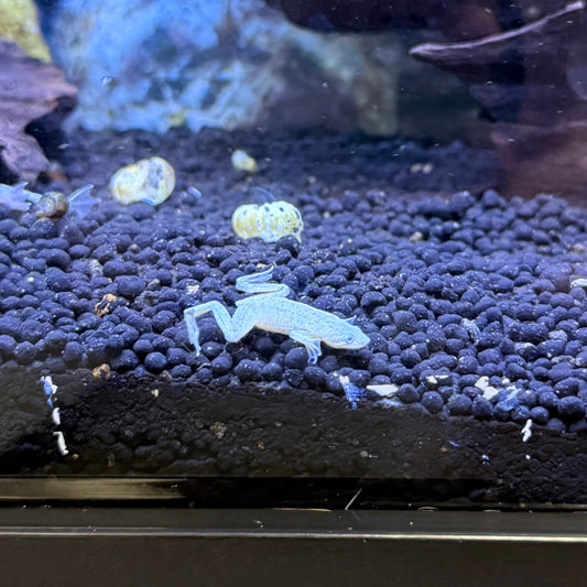 Albino African Dwarf Frog