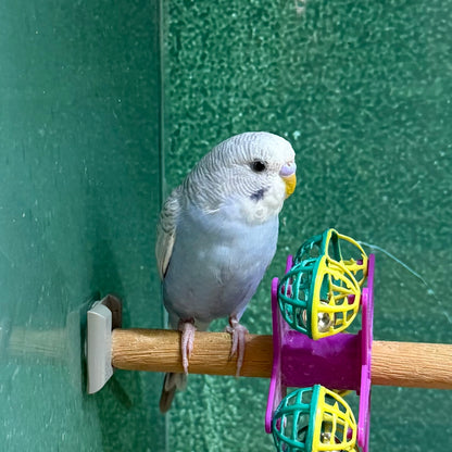 Parakeet/Budgie, Assorted Colors