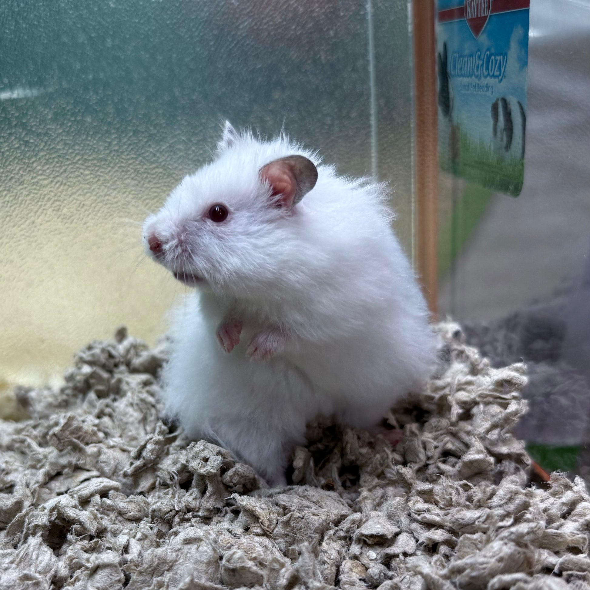 Long Hair Syrian Hamster – Pet Paradise Harvard