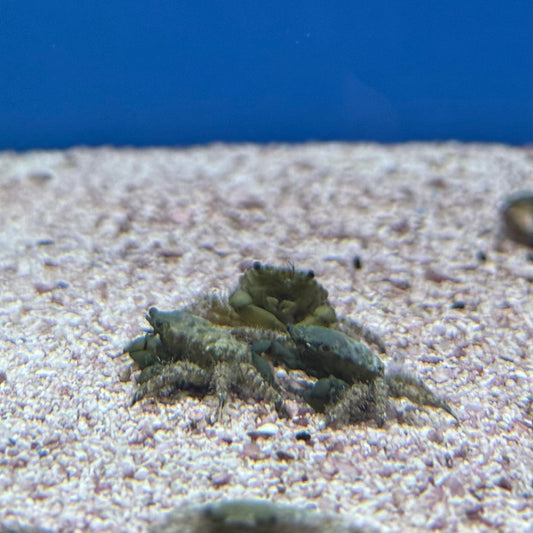 Emerald Crab