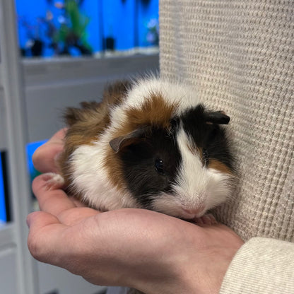 Abyssinian Guinea Pig Female