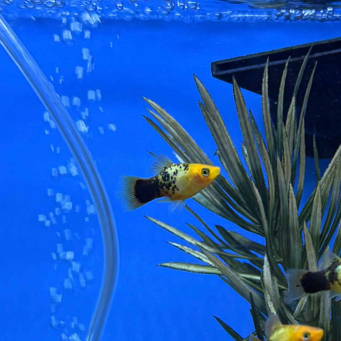 Gold Neon Platy