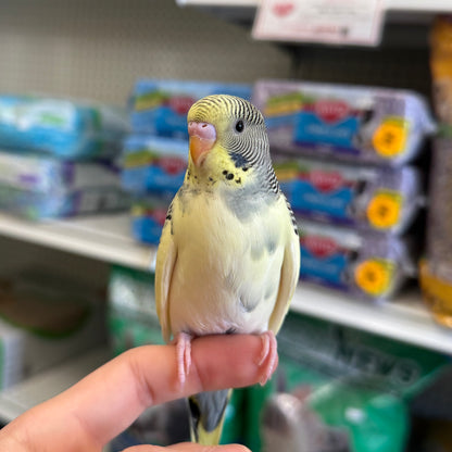 Parakeet/Budgie, Assorted Colors