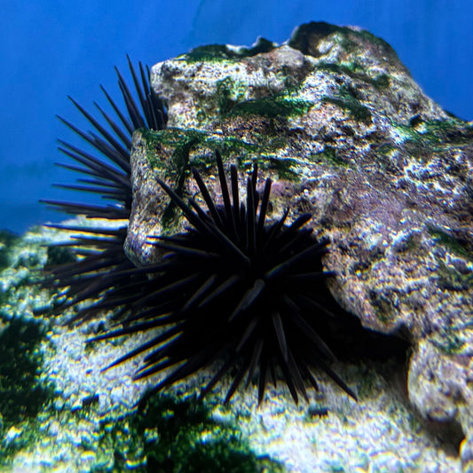 Long Spine Urchin