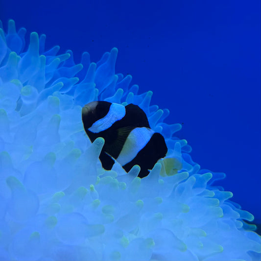 Black Clarkii Clownfish